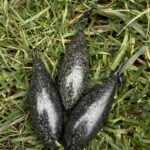 Torpedó ólom forgókapcsos